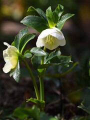 クリスマスローズ⑤