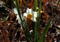 早春の花