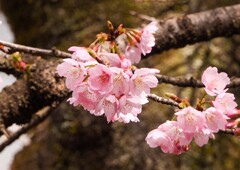 大寒桜⑧