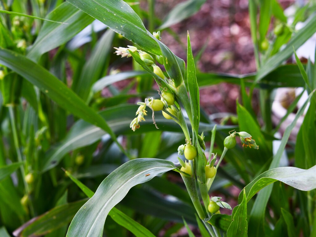ジュズダマ（数珠玉）