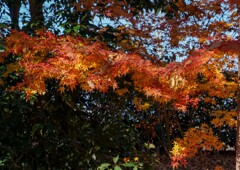 見納めの紅葉＆黄葉②