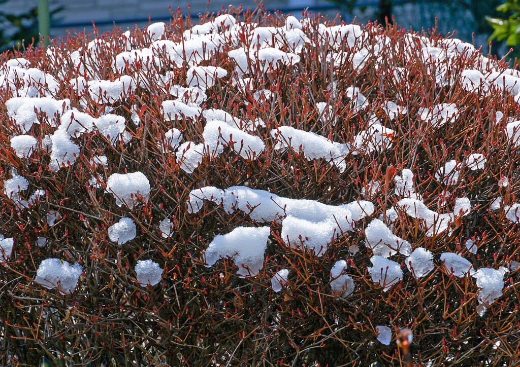 先日の雪③