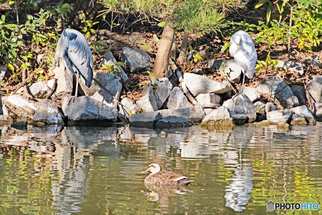 公園のサギ②