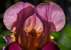 ジャーマンアイリス③