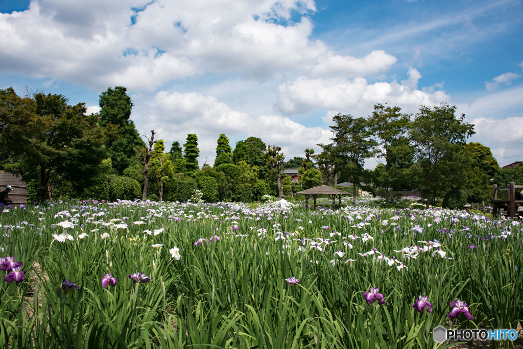 花しょうぶ園