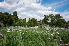 花しょうぶ園