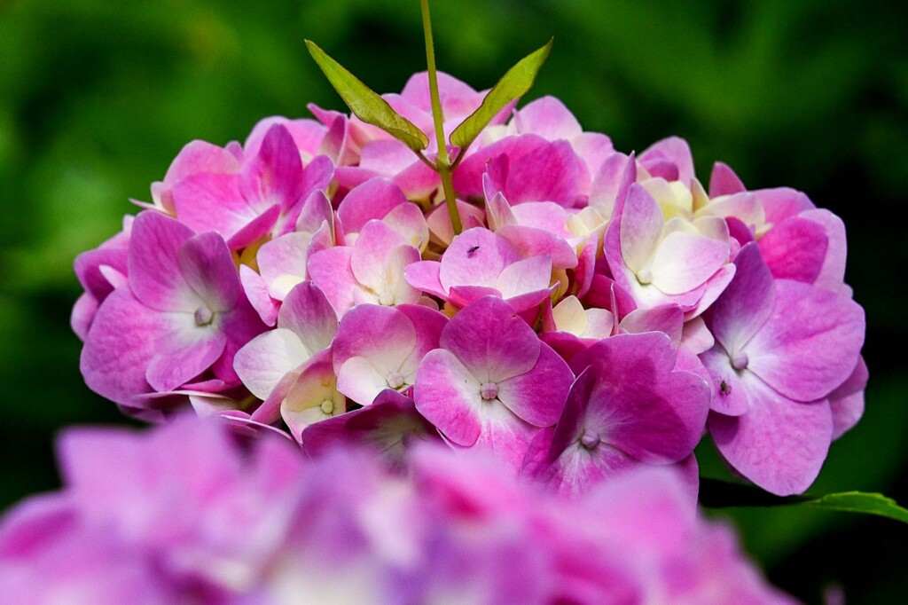 アジサイ色々③