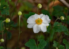 シュウメイギク