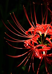 ヒガンバナ色々①