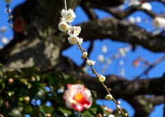 そろそろ見頃①