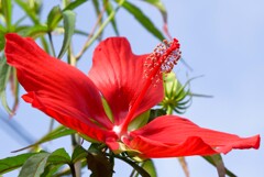 モミジアオイ③