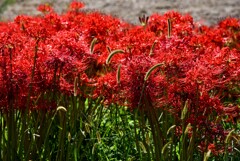 ヒガンバナ撮り③