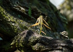 大きくなーれ！