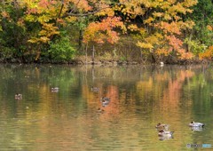 公園の紅葉③