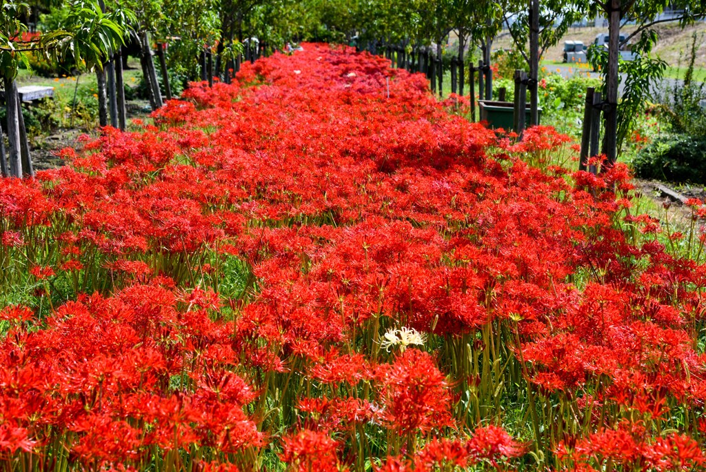 ヒガンバナ撮り②