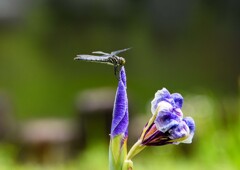 シオカラトンボ？