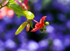 ミッキーマウスの花　再び