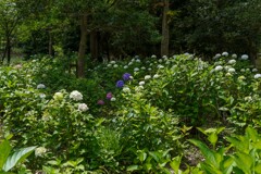 これでもアジサイスポット