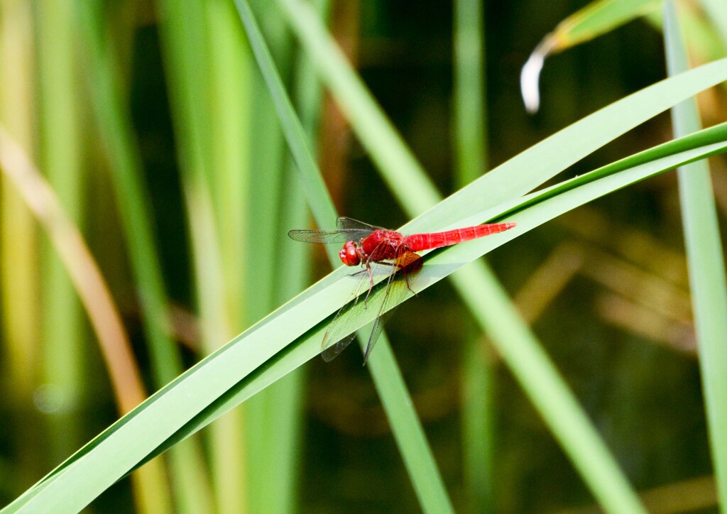 ショウジョウトンボ？