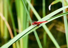 ショウジョウトンボ？