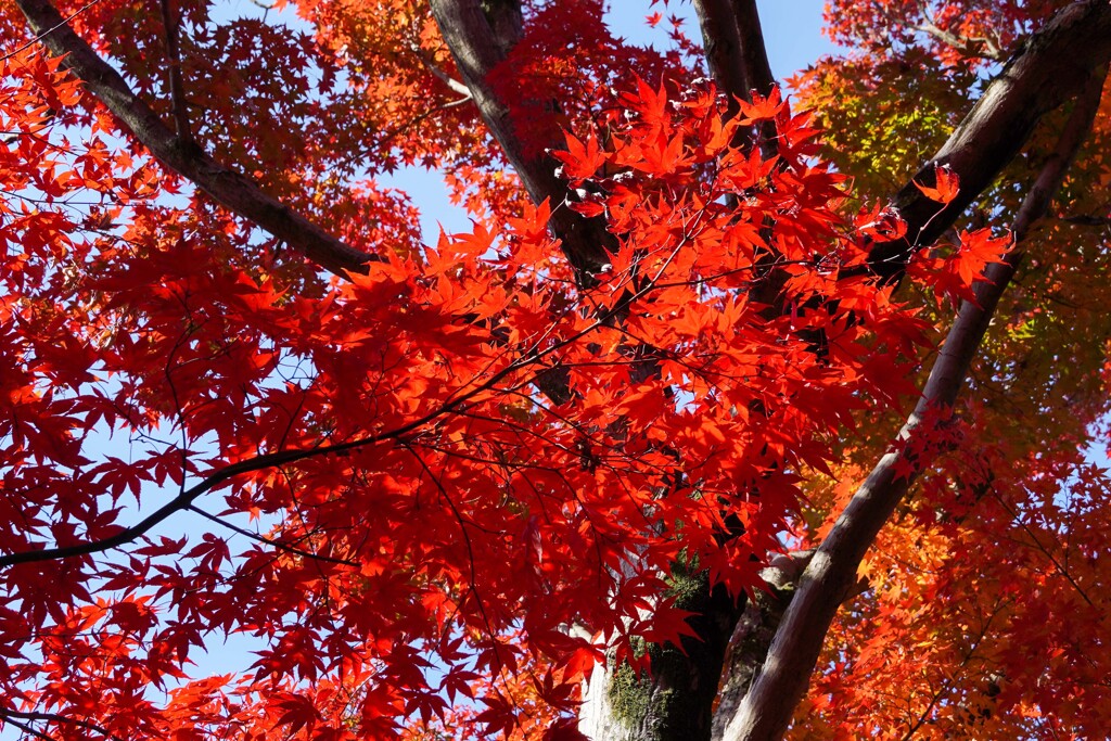 紅葉・黄葉⑦