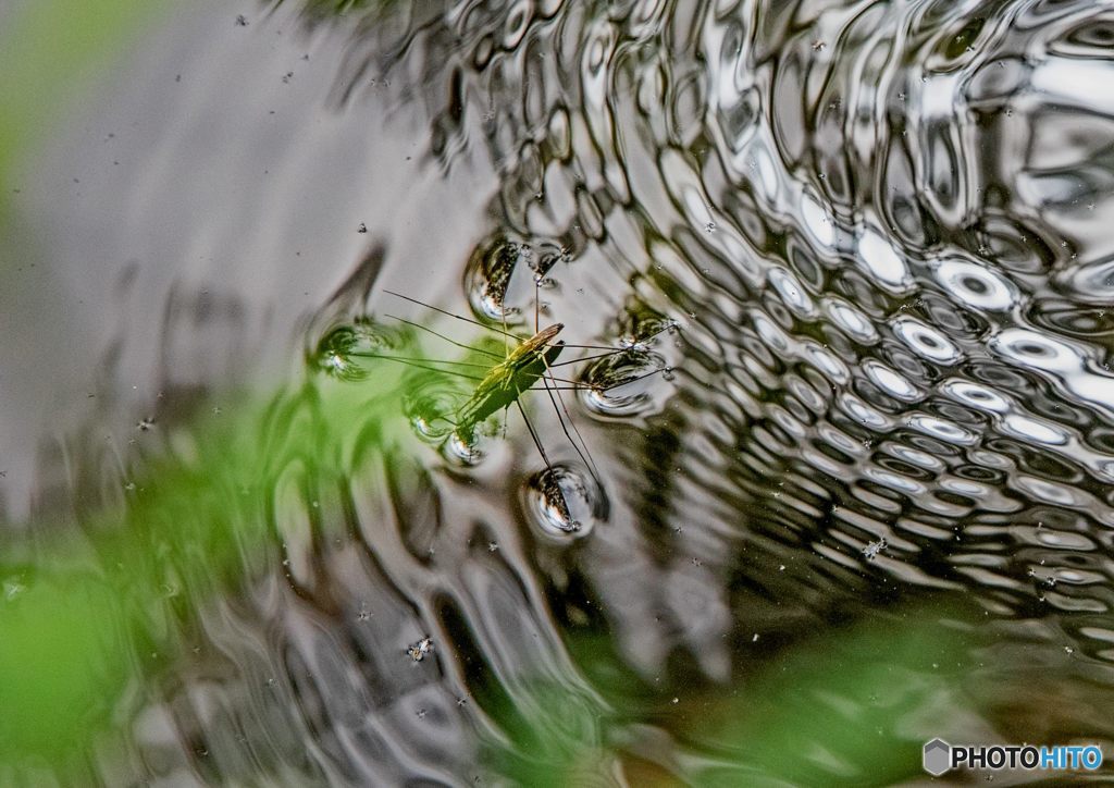 アメンボ撮り①