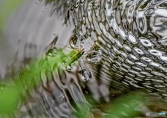 アメンボ撮り①