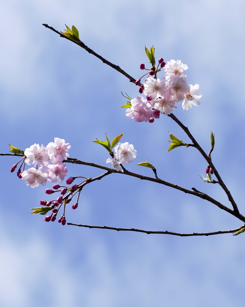しだれ桜