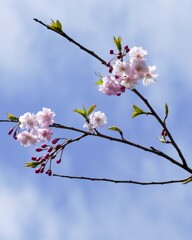 しだれ桜