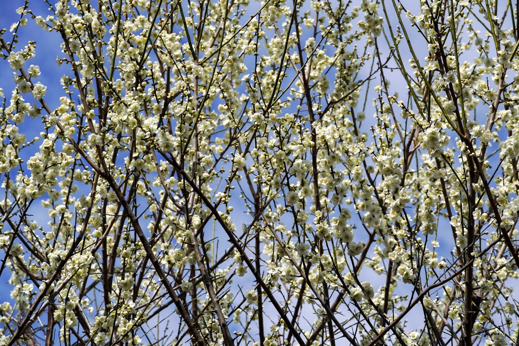 花・蕾がイッパイ