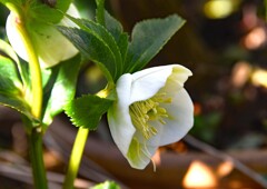 クリスマスローズ①