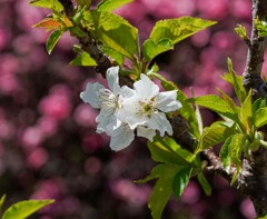 サクランボの花
