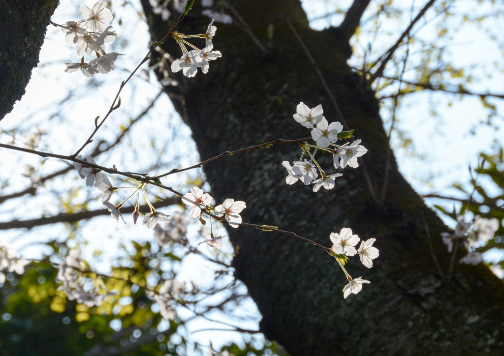 ささやかな開花