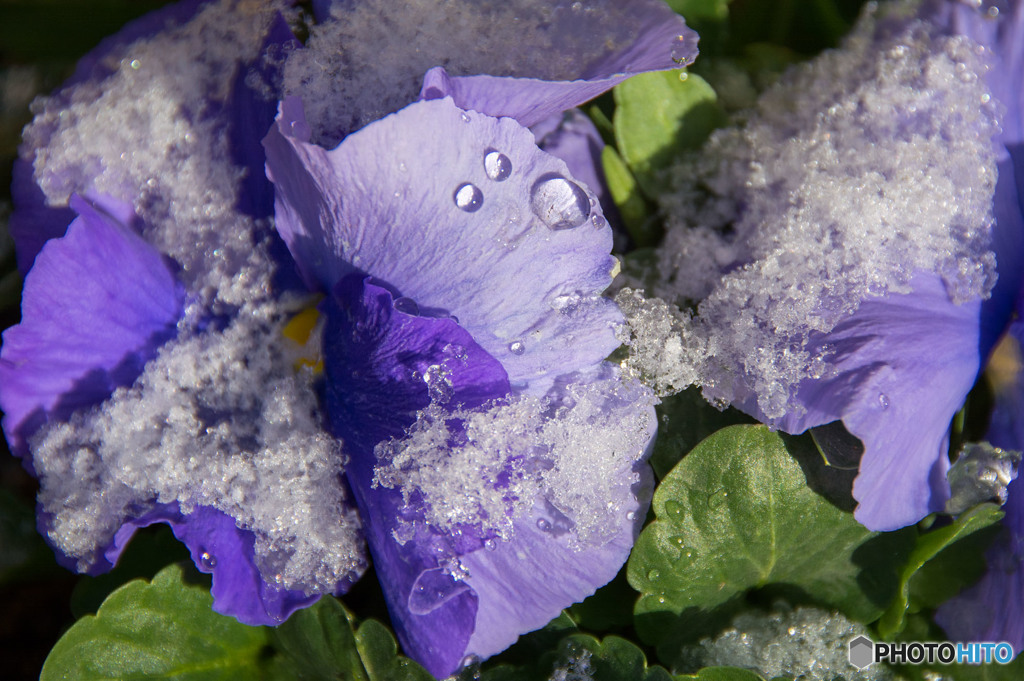 雪中花②