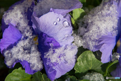 雪中花②