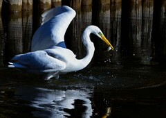 やっと獲れたー！