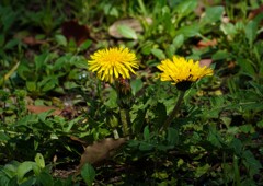 タンポポの種類②