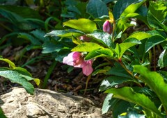 開花したクリスマスローズ①