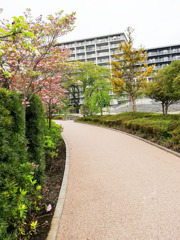大学へ続く道