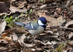 私にも写せますゥ！