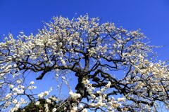 そろそろ見頃②