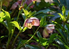 開花したクリスマスローズ③