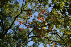 季節の移ろい②