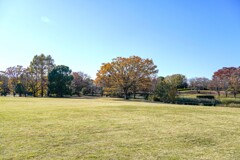 シンボルツリー①