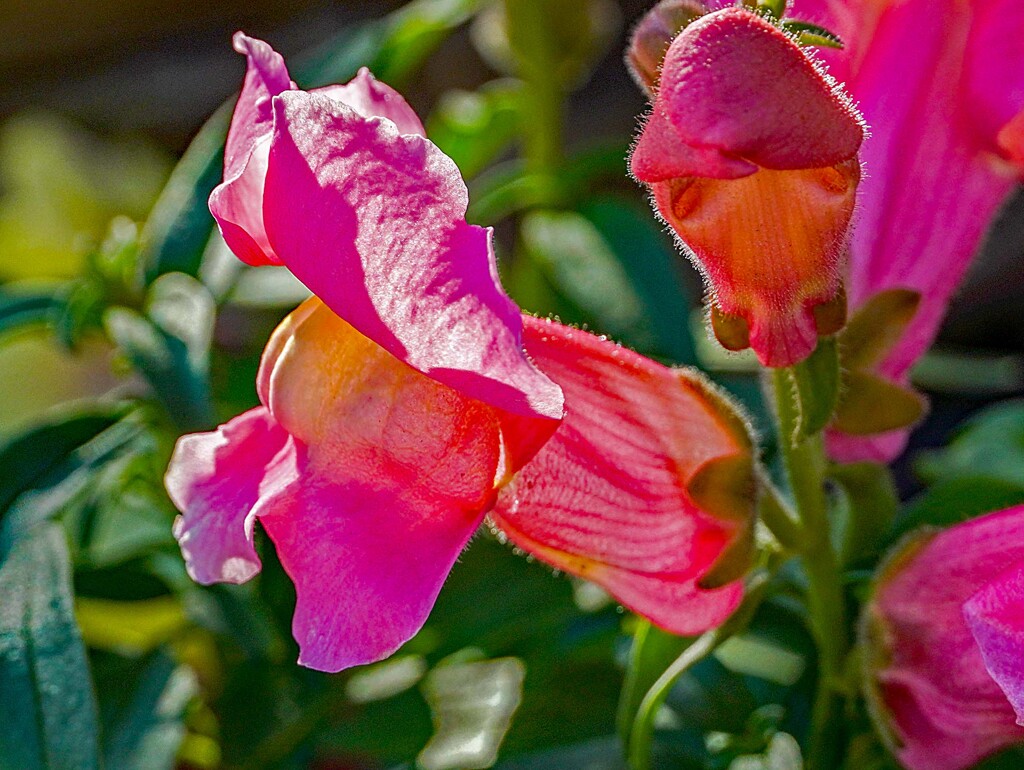 キンギョソウ③