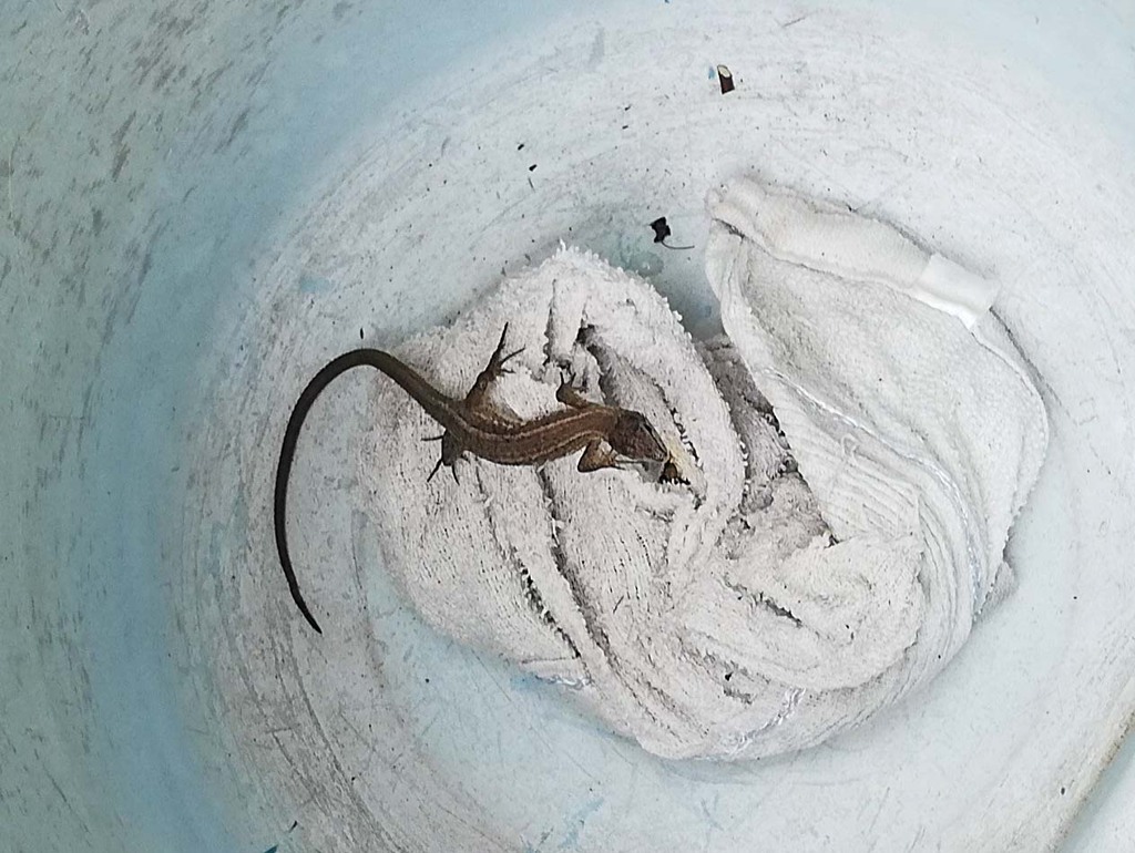 ドジなカナヘビ