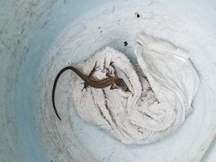 ドジなカナヘビ