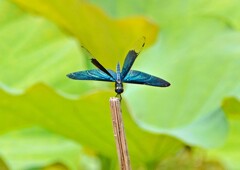 チョウトンボ⑤