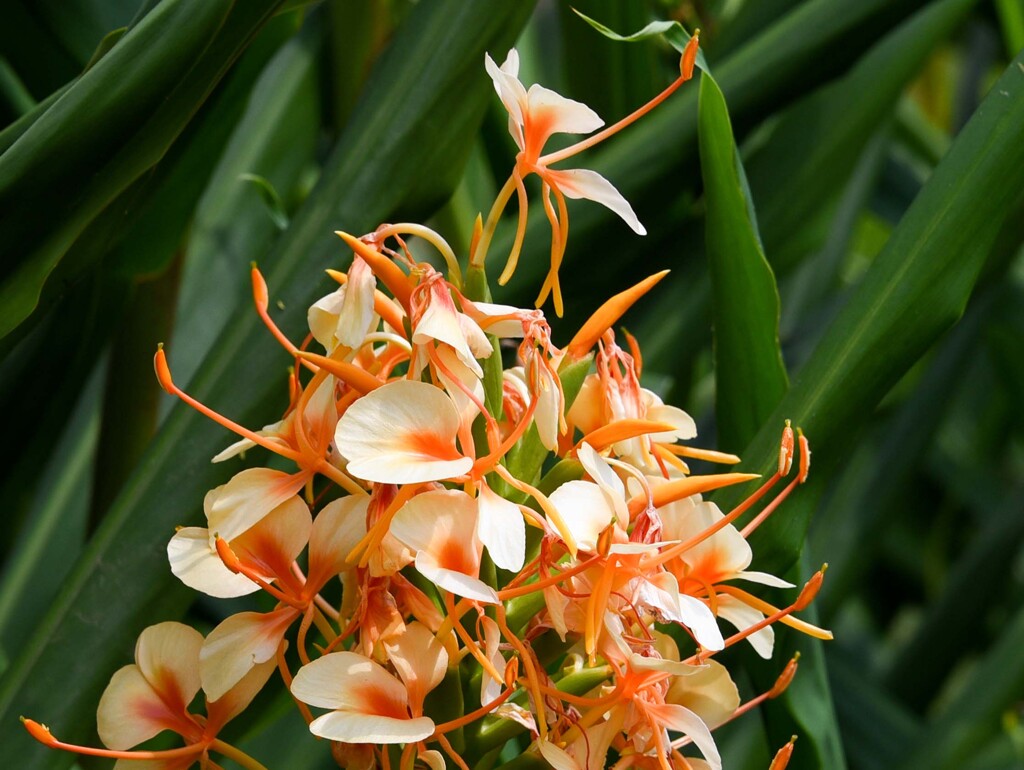 ジンジャーの花