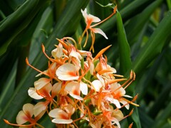 ジンジャーの花